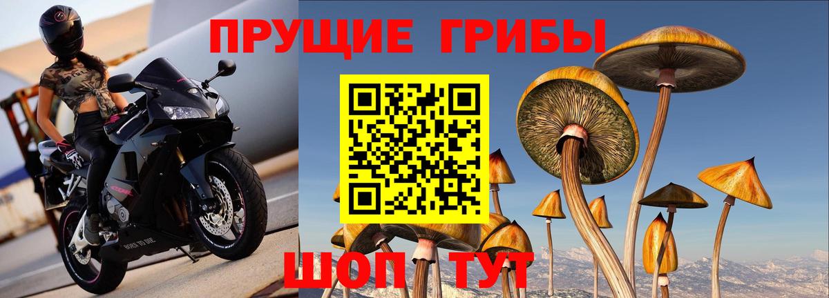 Псилоцибиновые грибы Cubensis  Большой Камень 